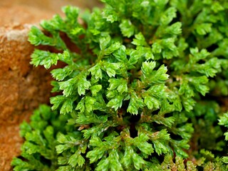 Green leaf of Selaginella Tamariscina moss plant ,Selaginella kraussiana Brownii ,Selaginellaceae ,Krauss'Spikemoss ,Pin-Cushion ,Spikemoss ,Emerald isle spikemoss ,Scotch Moss ,Compact ,green tones
