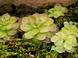 Closeup purple flower Pinguicula moranensis ,Tina, grandiflora ,Mexican Butterworts Carnivorous...