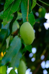 Harum manis mango ( mangga arummanis) on its tree outdoor. It tastes very sweet and fragrant