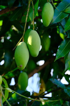 Harum manis mango ( mangga arummanis) on its tree outdoor. It tastes very sweet and fragrant