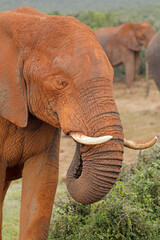 Fototapeta na wymiar A large African bull elephant (Loxodonta africana) covered in red mud, Addo Elephant National Park, South Africa.