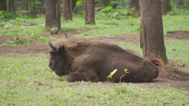 A bison lying in the grass
