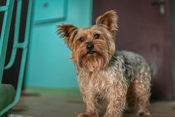 Beautiful purebred Yorkshire terrier in the entrance of a residential building.