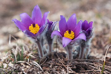 First spring flowers Pulsatilla halleri or pulsatilla taurica in nature
