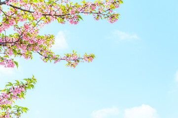 葉桜　素材　イメージ