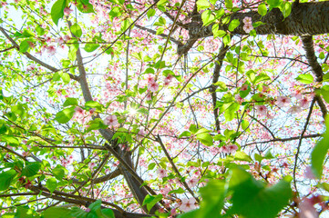 葉桜　素材　イメージ