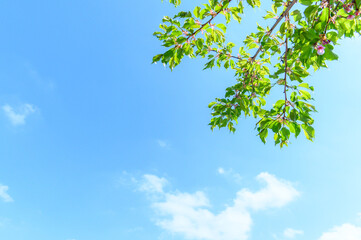 新緑と空