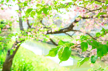 Obraz premium 葉桜 素材 イメージ