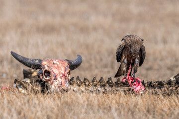 Black Kite, bird is eating meat of dead animal of carcass in the field. Nature and wildlife concept.
