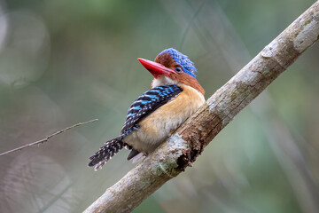 Banded-Kingfisher, bird is lying down on tree branch. Nature and wildlife concept.