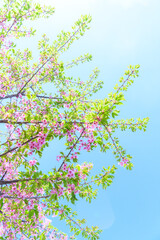 葉桜　素材　イメージ