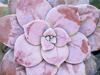 Closeup succulent plants Graptopetalum paraguayense Mother of pearl plant or Purple Ghost plant,...