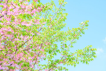 葉桜　素材　イメージ