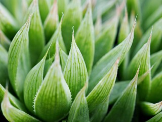 Fototapeta premium Succulent plant Haworthia mucronata ,Asphodelaceae ,Haworthia decipiens , Cooperi ,Cymbiformis ,Marumiana ,Haworthias ,Glassrim Haworthia 