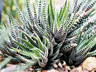 Closeup cactus solid plants Euphorbia resinifera Tortilis sem raiz corte ,Rottler ex Ainslie desert...