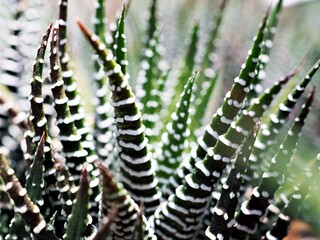 Closeup cactus solid plants Euphorbia resinifera Tortilis sem raiz corte ,Rottler ex Ainslie desert plants ,indian figs Dragon Bone ,Malayan spurge tree Candelabra cactus Echinocactus Horizonthalonius