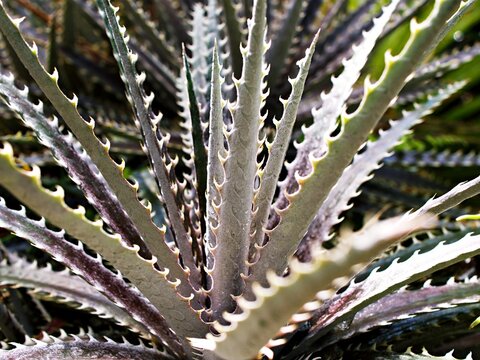 Closeup Dyckia dawsonii delicata succulent desert plant