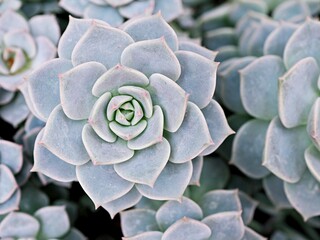 Macro succulent Cactus plant ,Echeveria elegans ,Rose Cabbage ,thick-leaved rosettes ,Echeveria Apus ,Shaped rose petals ,family Crassulaceae flowering plant ,hen and chicks ,Echevelia gibbiflora 