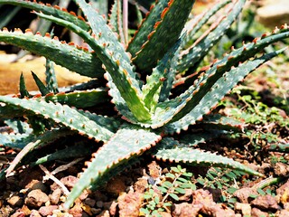 Hybrid Succulent Aloe Rauhii Has Bright ,Aloe Viper Pratensis ,Aloe Carmine ,Princess jack 