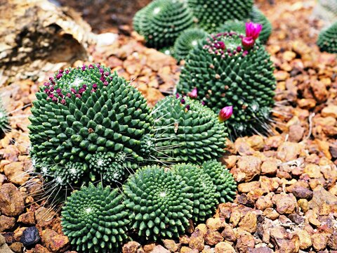 Cactus desert plant Mammillaria carnea Pandan ,Herbs Cacti Medicinal ,Autore Zucc Argomento della citazione tax, nov. Classificazione. Categoria tassonomica Specie Sinonimo Cactaceae Mammillaria villi