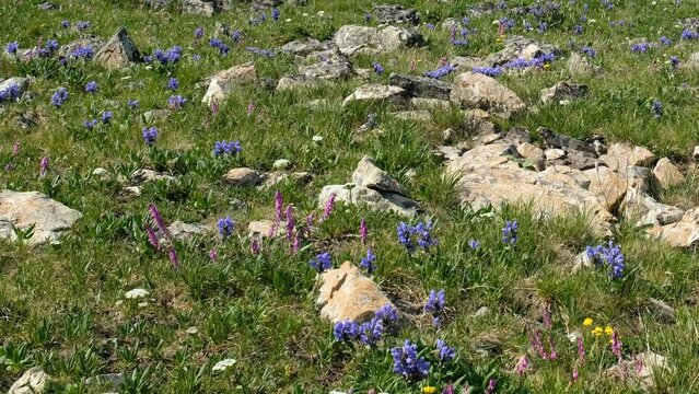 Video of alpine stone meadow with wild flowers of sweetvetch and Dragonhead. Altai mountains.