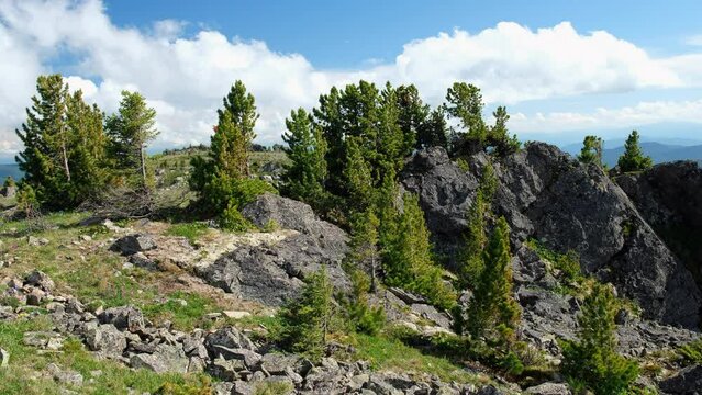 Video of alpine stone tundra meadow with stunted cedar trees. Slopes of mount Sarlyk. Altai mountains.
