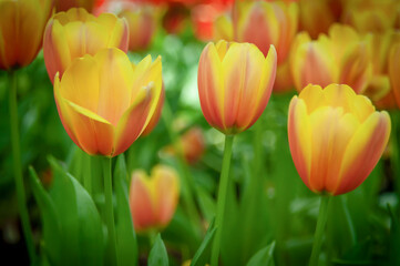 Orange-yellow hybrid Darwin tulips are blooming in a spring garden. Floral background with bokeh.