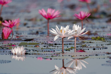 Selective focus beautiful white lotus and reflection water on the red lotus lake in the morning time.Predomant flower in the nature.Different plant concept.