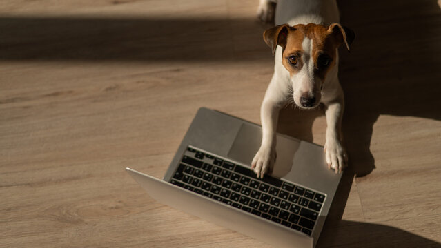 Jack Russell Terrier dog sitting at a laptop on a wooden floor. 