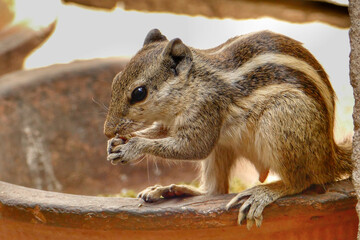 Portrait of Indian Palm Squirrel