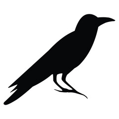 Obraz premium Silhouette of a black raven. Vector black white illustration