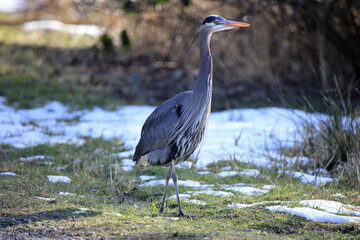 Great Blue Heron posing for camera