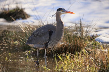 Great Blue Heron posing for camera