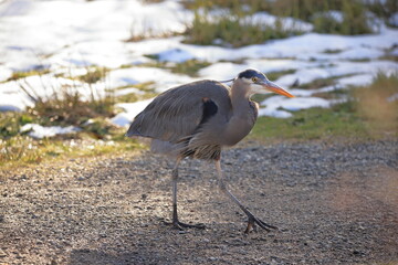 Great Blue Heron posing for camera