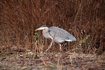 Great Blue Heron posing for camera