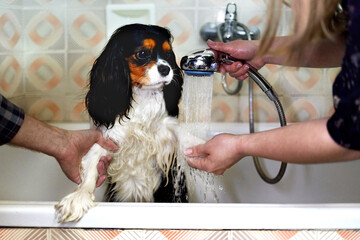 Owners wash their dog's paws in the bath