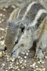 Obraz premium Portrait of Indian Palm Squirrel