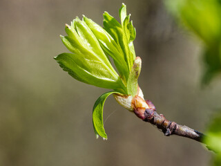 bud of a tree with buds