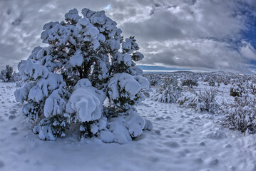 Fototapeta na wymiar Snow laden Juniper after winter storm in Chino Valley AZ 2023