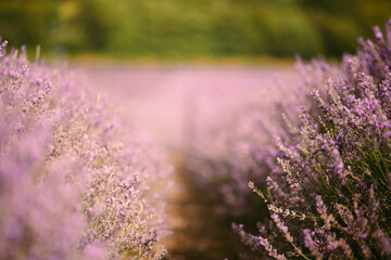 legendary provence lavender fields france