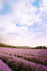 Fototapeta na wymiar lavender field at sunset in france