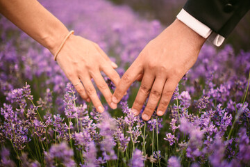 Fototapeta premium bride and groom in a lavender field in france