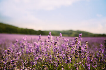 Fototapeta premium lavender fields in the south of france
