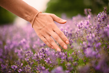 woman's hand strokes lavender in france