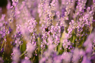lavender field at sunset in France