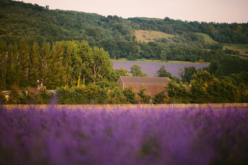 lavender farm in the south of france