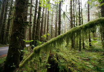 Moss on Trees in Rainforest