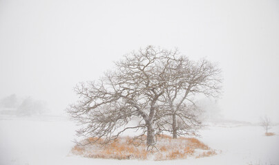 Snow among trees in Wisconsin.