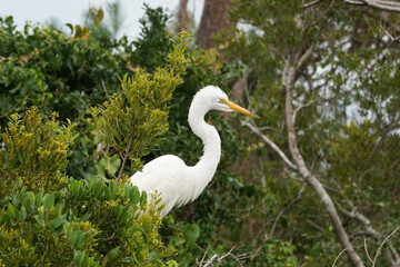 An egret hanging out in the trees