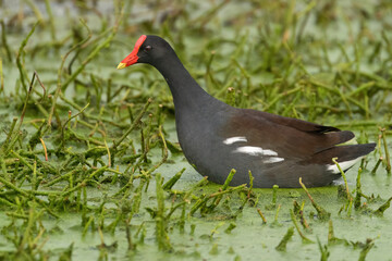 A Common Gallinule Searching for Vegetation to Eat